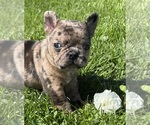 Small #6 Faux Frenchbo Bulldog