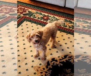 Brooklyn - Female Poodle (Miniature) Dog for Adoption - Photo #3