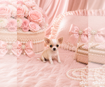 Small #22 Chihuahua