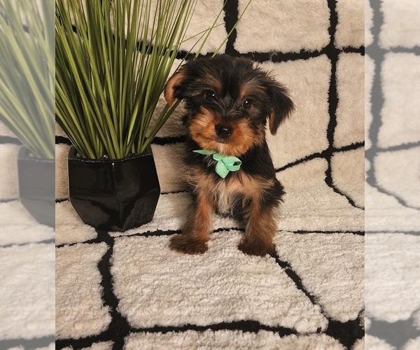 Medium Photo #4 Yorkshire Terrier Puppy For Sale in INDIANAPOLIS, IN, USA