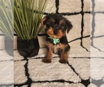 Small #3 Yorkshire Terrier