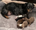 Small Photo #1 Dachshund Puppy For Sale in MURFREESBORO, TN, USA