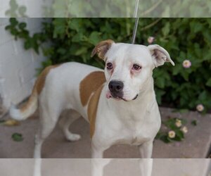 American Pit Bull Terrier-Unknown Mix Dogs for adoption in Phoenix, AZ, USA