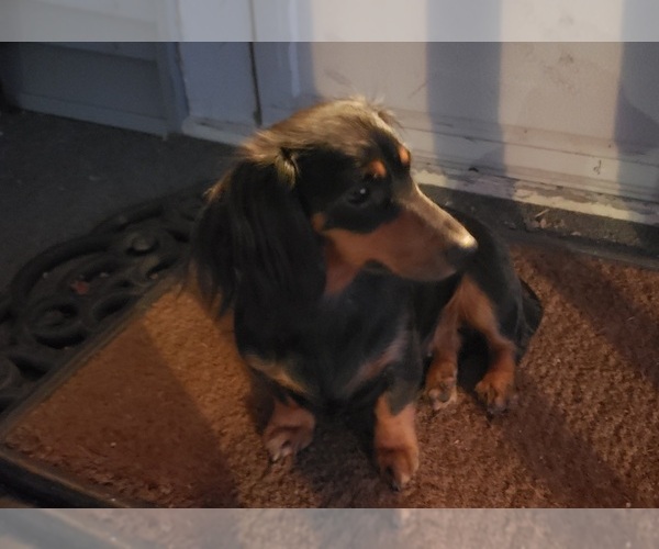 Medium Photo #1 Dachshund Puppy For Sale in CEDAR RAPIDS, IA, USA