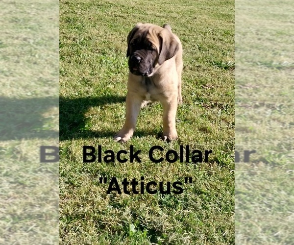 Medium Photo #7 Cane Corso Puppy For Sale in DANVILLE, IL, USA
