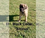Small #6 Cane Corso