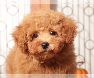 Poodle (Miniature) Puppy for Sale in NAPLES, Florida USA