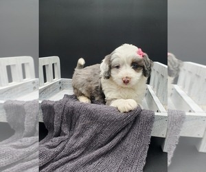 Miniature Bernedoodle-Poodle (Miniature) Mix Puppy for sale in GOSHEN, IN, USA