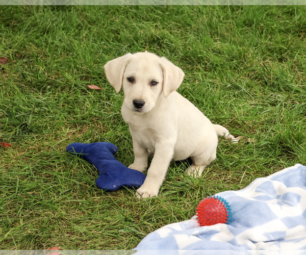 Medium Photo #2 Labrador Retriever Puppy For Sale in SYRACUSE, IN, USA