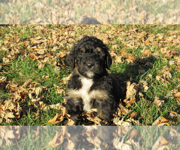 Medium Photo #4 Bernedoodle Puppy For Sale in BIG ROCK, IL, USA