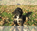 Small #3 Bernedoodle