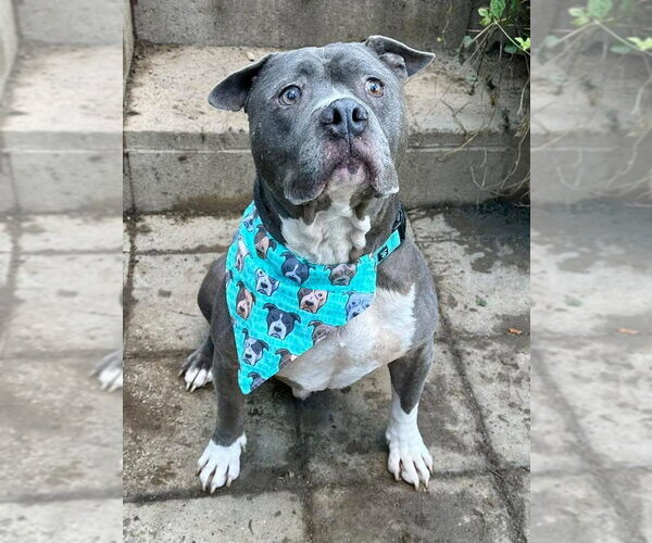 Medium Photo #1 American Pit Bull Terrier-Unknown Mix Puppy For Sale in Redlands, CA, USA