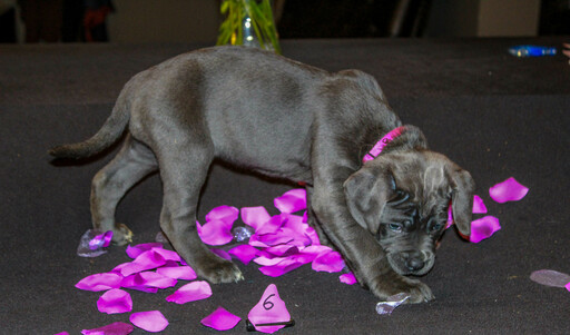 Medium Photo #9 Cane Corso Puppy For Sale in OAK LAWN, IL, USA