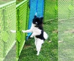 Small #4 Pomeranian