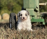 Small Photo #2 Aussiedoodle Miniature  Puppy For Sale in GARLAND, KS, USA