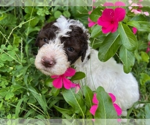 Lagotto Romagnolo Dog for Adoption in SCARSDALE, New York USA
