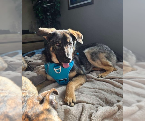 Medium Photo #6 German Shepherd Dog-Unknown Mix Puppy For Sale in Lakewood, CO, USA