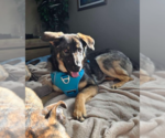 Small #5 German Shepherd Dog Mix