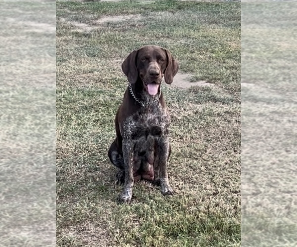 Medium Photo #1 German Shorthaired Pointer-Valley Bulldog Mix Puppy For Sale in FROSTPROOF, FL, USA