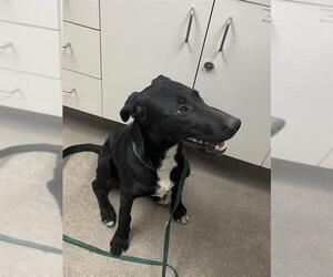 Labrador Retriever-Unknown Mix Dogs for adoption in HESPERIA, CA, USA