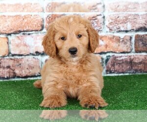 Goldendoodle Puppy for sale in BEL AIR, MD, USA