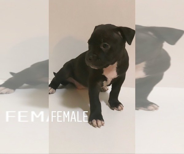 Medium Photo #1 American Bully Puppy For Sale in LAKEWOOD, NJ, USA