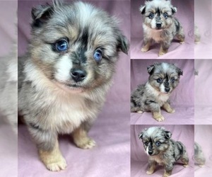 Miniature Australian Shepherd Puppy for sale in BROOKER, FL, USA