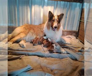 Mother of the Bearded Collie puppies born on 03/11/2022