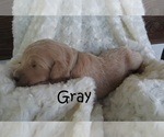 Small Photo #2 Goldendoodle Puppy For Sale in PERRYSVILLE, OH, USA