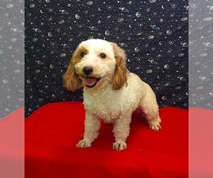Bichon Frise-Poodle (Standard) Mix Puppy for sale in PATERSON, NJ, USA