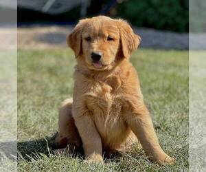 Golden Retriever Puppy for sale in GORDONVILLE, PA, USA