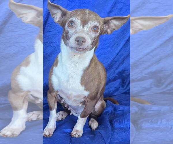 Medium Photo #1 Chihuahua Puppy For Sale in Cuba, NY, USA