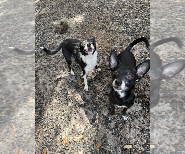 Medium Photo #5 Chihuahua Puppy For Sale in St. Augustine, FL, USA