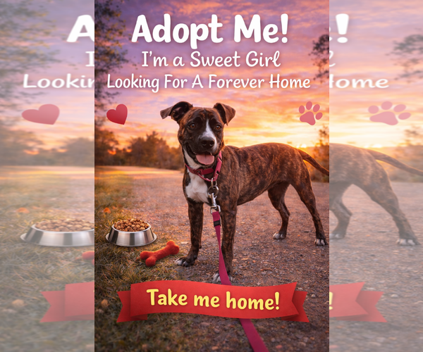 Medium Photo #6 Mutt Puppy For Sale in Mount Pleasant, SC, USA