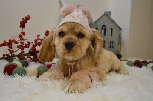Medium Photo #2 Cocker Spaniel Puppy For Sale in HONEY BROOK, PA, USA