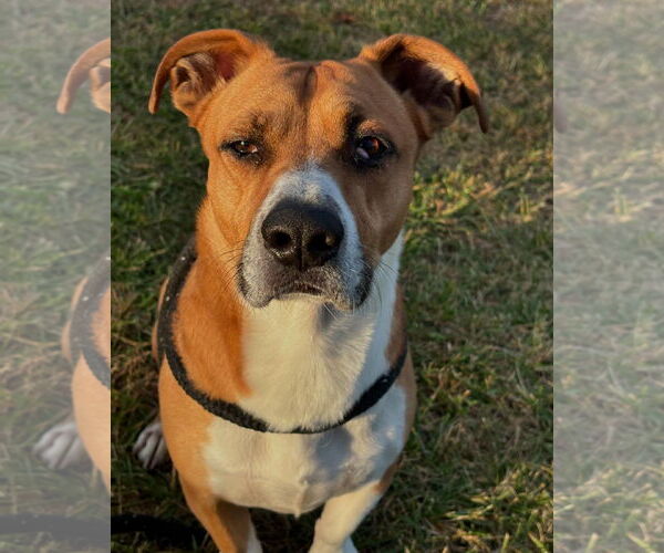 Medium Photo #1 Basset Hound-Unknown Mix Puppy For Sale in Hedgesville, WV, USA