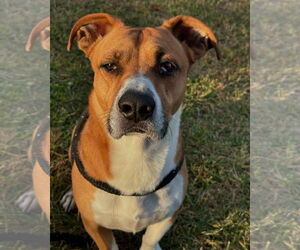 Basset Hound-Unknown Mix Dogs for adoption in Hedgesville, WV, USA