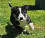 Puppy Tina Border-Aussie-Unknown Mix