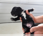 Small Photo #11 Bordoodle Puppy For Sale in CARLISLE, KY, USA