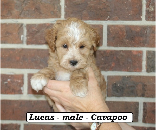 Medium Photo #6 Cavapoo (Miniature) Puppy For Sale in CLARKRANGE, TN, USA