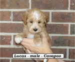 Small #5 Cavapoo (Miniature)