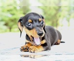 Small Photo #5 Dachshund Puppy For Sale in BOSWELL, IN, USA