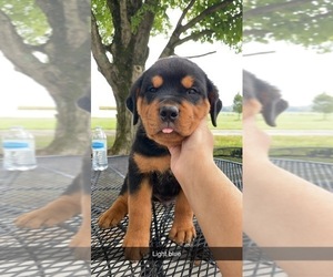 Rottweiler Puppy for sale in WASHINGTON, IN, USA