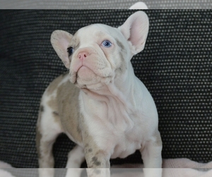French Bulldog Puppy for sale in PROVIDENCE, RI, USA