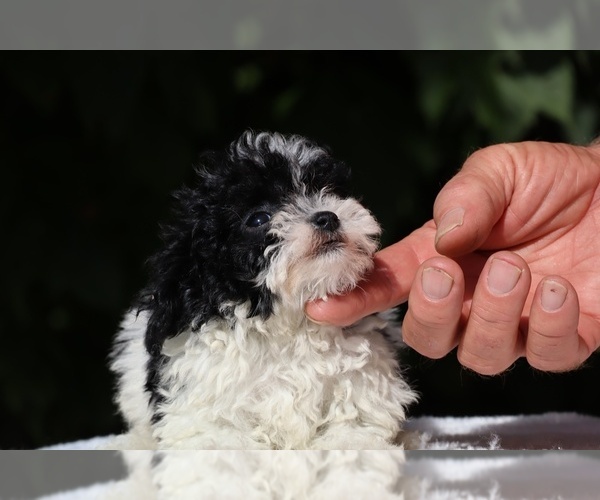 Medium Photo #8 Goldendoodle (Miniature) Puppy For Sale in DYERSBURG, TN, USA