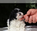 Small #7 Goldendoodle (Miniature)