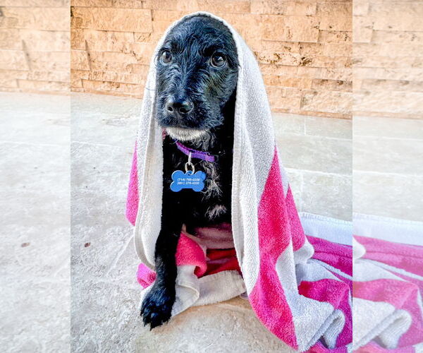 Medium Photo #5 Poodle (Standard)-Unknown Mix Puppy For Sale in Corona, CA, USA