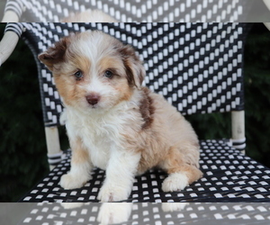 Aussiedoodle Miniature Puppy for sale in SHILOH, OH, USA