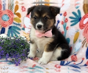 Collie-Pembroke Welsh Corgi Mix Puppy for sale in LANCASTER, PA, USA