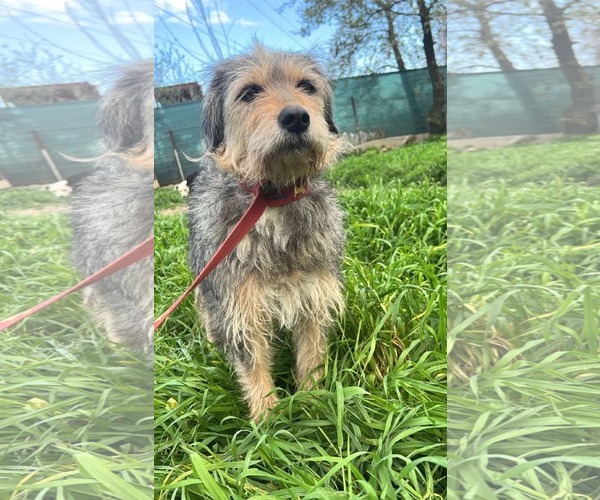 Medium Photo #1 Mutt Puppy For Sale in Rockaway, NJ, USA